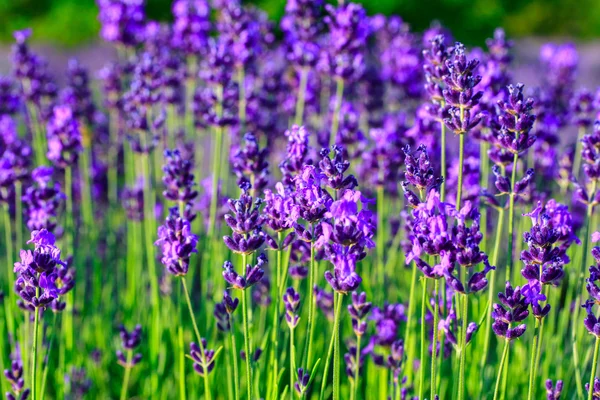 Lavender field in the summer — Stock Photo, Image