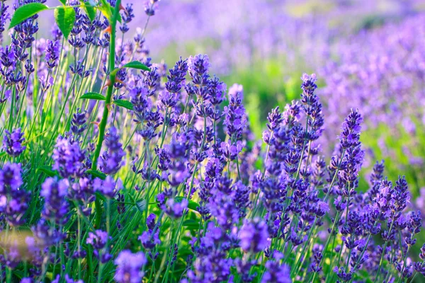 Lavendelfeld im Sommer — Stockfoto