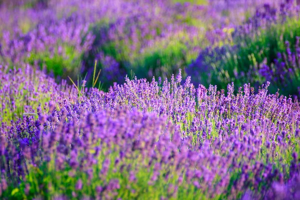 Lavendelfält på sommaren — Stockfoto