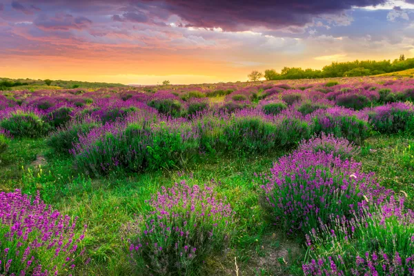 Pôr do sol sobre um campo de lavanda de verão em Tihany, Hungria — Fotografia de Stock