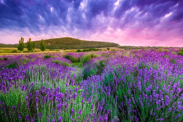 Solnedgång över en sommar lavendel fält i tihany, hungary — Stockfoto