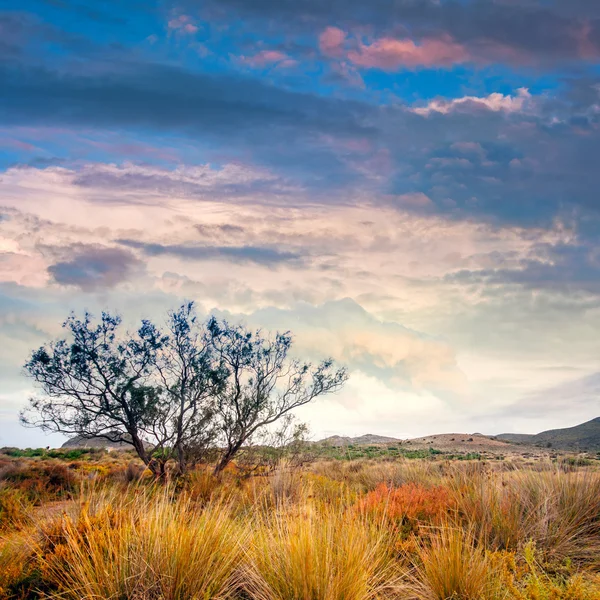 Träd nära sanddynerna i öknen, Spanien, Andalusien, almeria — Stockfoto