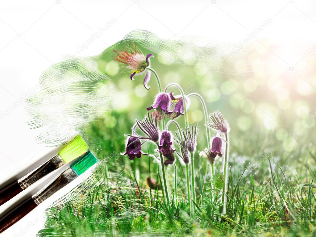 artist brush painting picture of beautiful Pulsatilla