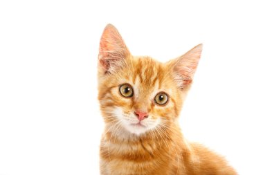 kırmızı küçük kedi