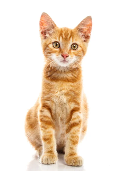 Red little cat — Stock Photo, Image