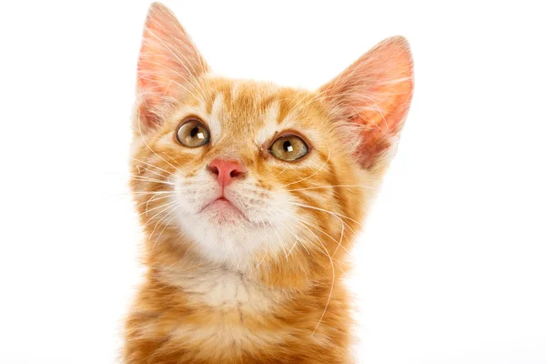 Red little cat — Stock Photo, Image