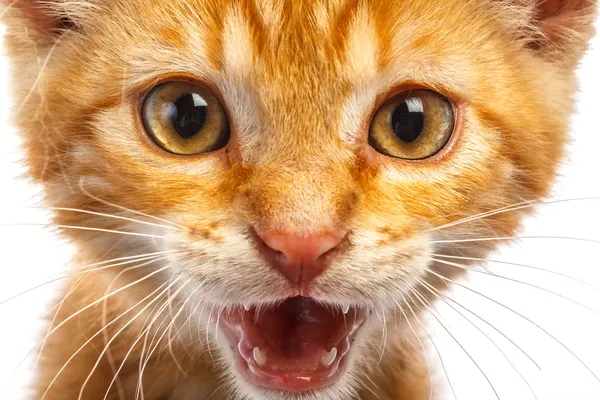 Pequeno gato vermelho — Fotografia de Stock