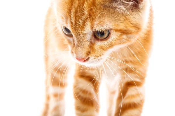 Pequeno gato vermelho — Fotografia de Stock