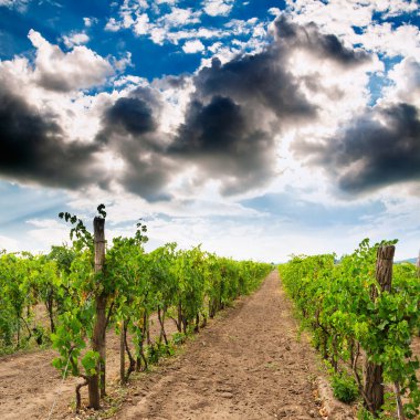Vineyard peyzaj Macaristan
