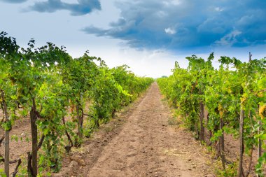 Vineyard peyzaj Macaristan