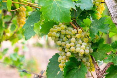 Bir demet yeşil üzüm.