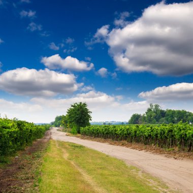 Vineyard peyzaj Macaristan