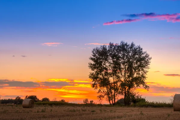 Campo de atardecer, árbol y paca de heno — Foto de Stock