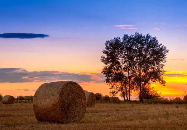 Закат поля, дерево и тюк сена — стоковое фото