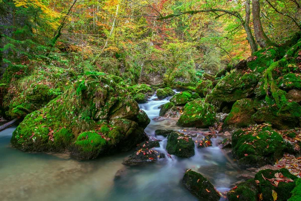 Creek profundo na floresta de montanha na Transilvânia — Fotografia de Stock