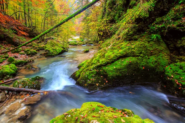 Insenatura profonda nella foresta di montagna in Transilvania — Foto Stock