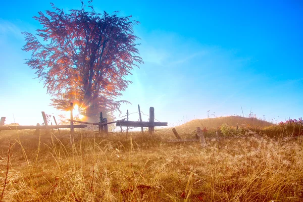 Albero in nebbia del mattino — Foto Stock