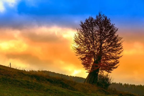 Árbol en la mañana —  Fotos de Stock