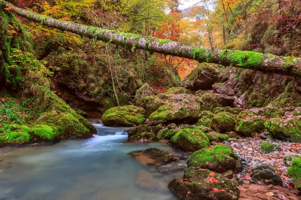 Insenatura profonda nella foresta di montagna in Transilvania — Foto Stock