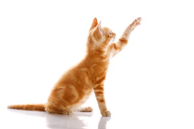 kırmızı küçük kedi