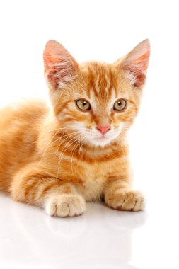 kırmızı küçük kedi