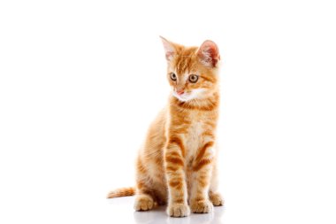 kırmızı küçük kedi