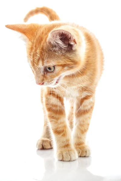 Red little cat — Stock Photo, Image