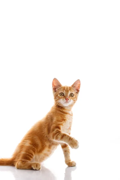 Pequeno gato vermelho — Fotografia de Stock