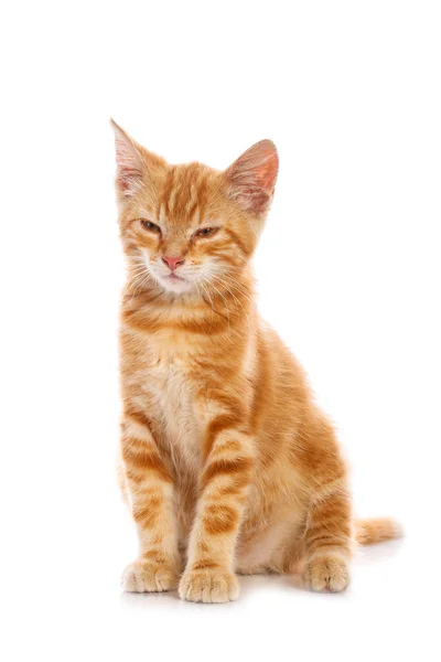 Red little cat — Stock Photo, Image