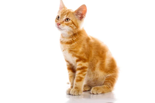 Red little cat — Stock Photo, Image