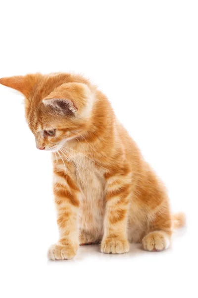 Pequeno gato vermelho — Fotografia de Stock