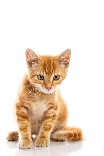 红色小猫 — 图库照片