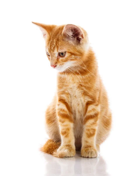 Pequeno gato vermelho — Fotografia de Stock