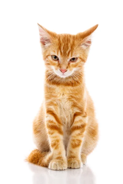 Rote kleine Katze — Stockfoto
