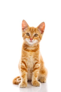 kırmızı küçük kedi