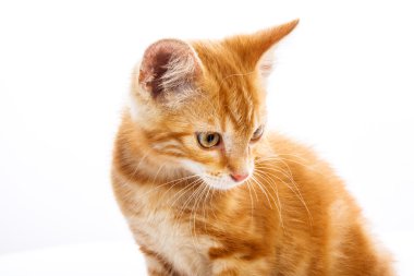 kırmızı küçük kedi