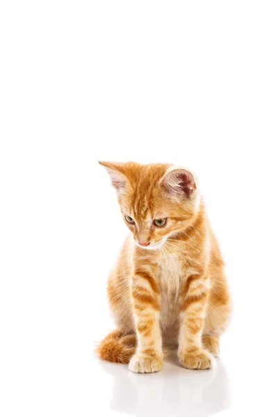 Pequeno gato vermelho — Fotografia de Stock