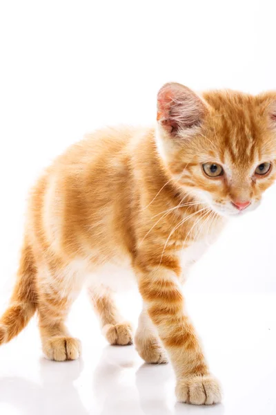 Kucing kecil merah — Stok Foto