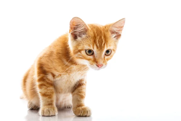 Pequeno gato vermelho — Fotografia de Stock