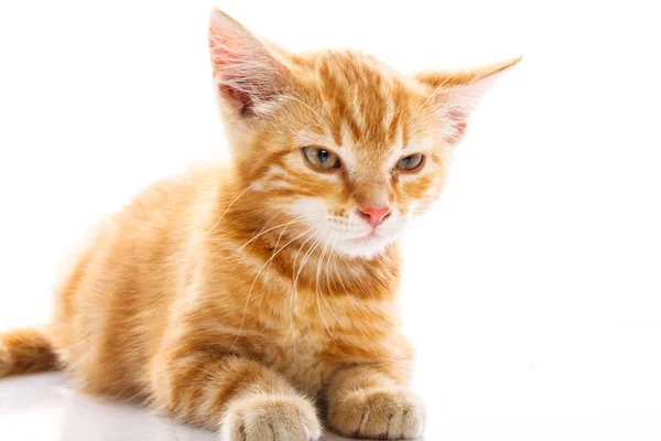 Rode weinig kat — Stockfoto