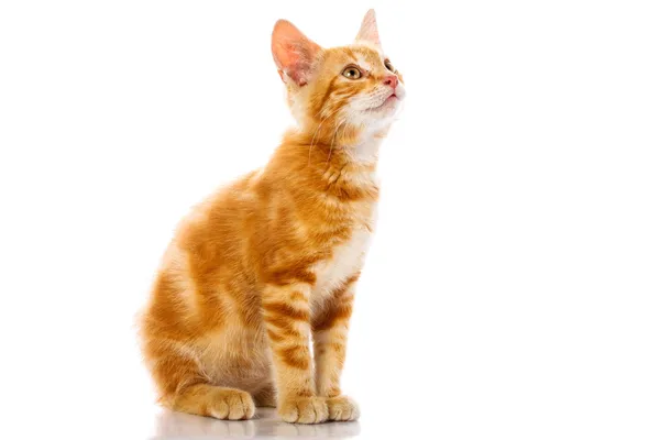 Red little cat — Stock Photo, Image