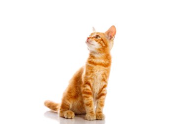 kırmızı küçük kedi