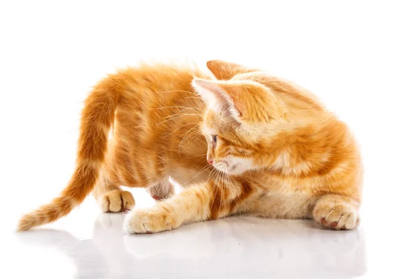 Pequeno gato vermelho — Fotografia de Stock