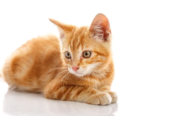 Pequeno gato vermelho — Fotografia de Stock