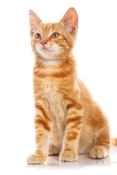 Rote kleine Katze — Stockfoto