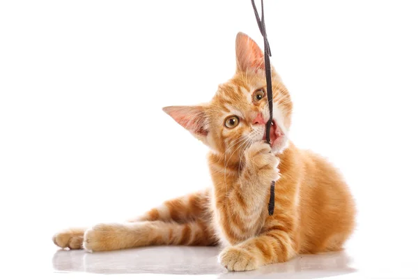 Pequeno gato vermelho — Fotografia de Stock