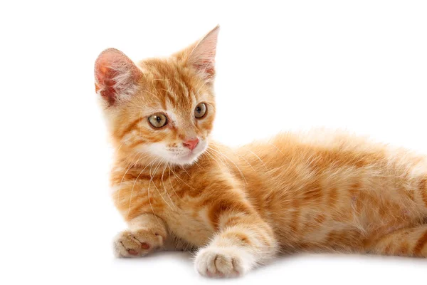 Červená kočička — Stock fotografie