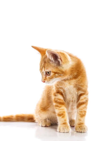 Pequeno gato vermelho — Fotografia de Stock