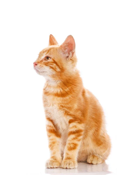 Red little cat — Stock Photo, Image