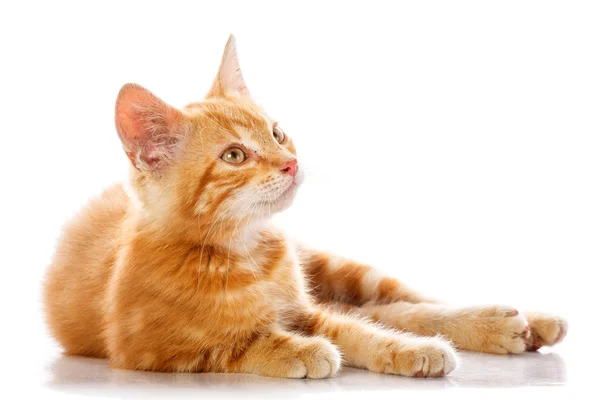 Röd liten katt — Stockfoto